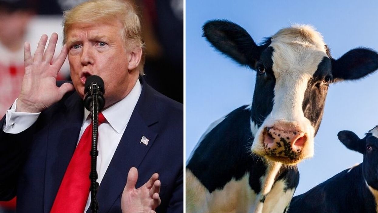 Trump Tells Iowans That Climate Change Activists Want To 'Kill Our Cows', Threatens That 'You're Next' In Bizarre Rally Speech