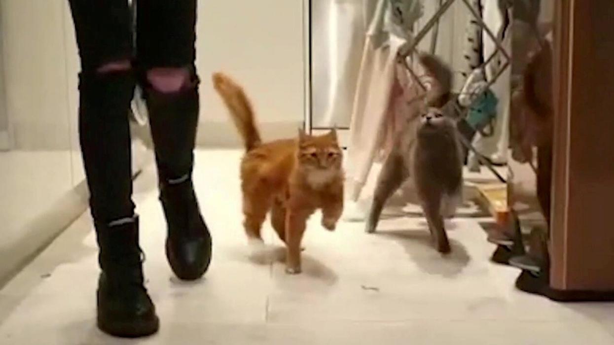 Pair Of Adorable Cats Both Suffer From Rare Condition That Causes Them To Constantly Wobble