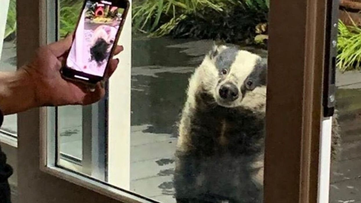 Woman Shares Sweet Photos And Videos Of The Three Generations Of A Family Of Badgers That She's Been Hand-Feeding For Over A Decade