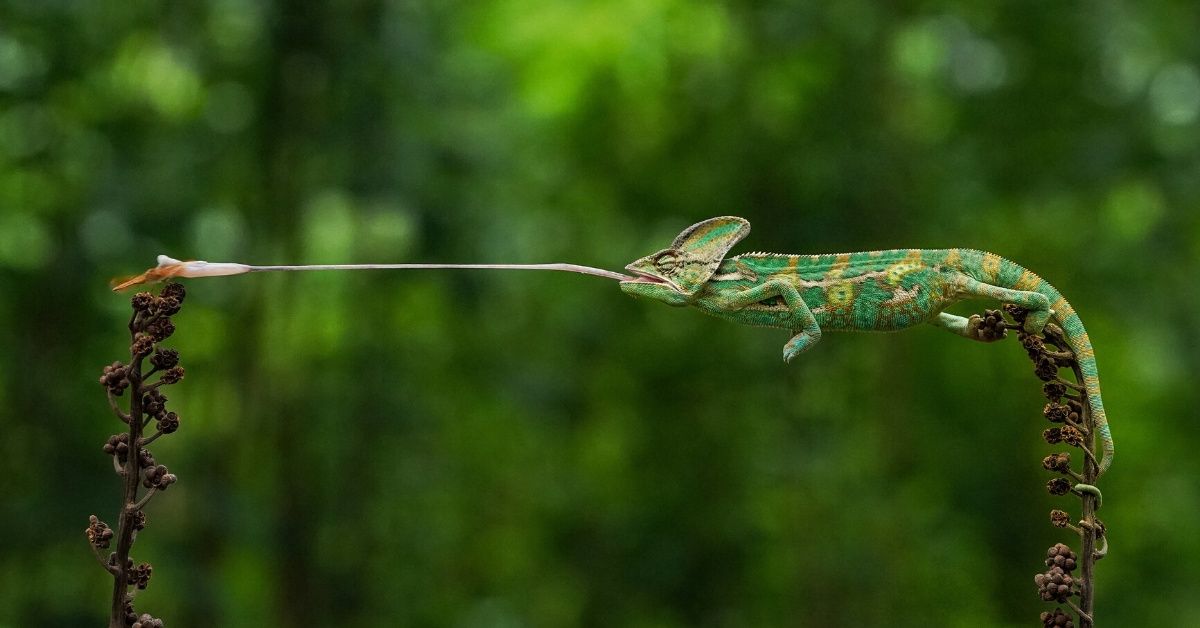 A Chameleon Snatching Its Dinner Out Of Mid-Air Is One Of Several Incredible Images Competing For Prestigious Nature Photography Award