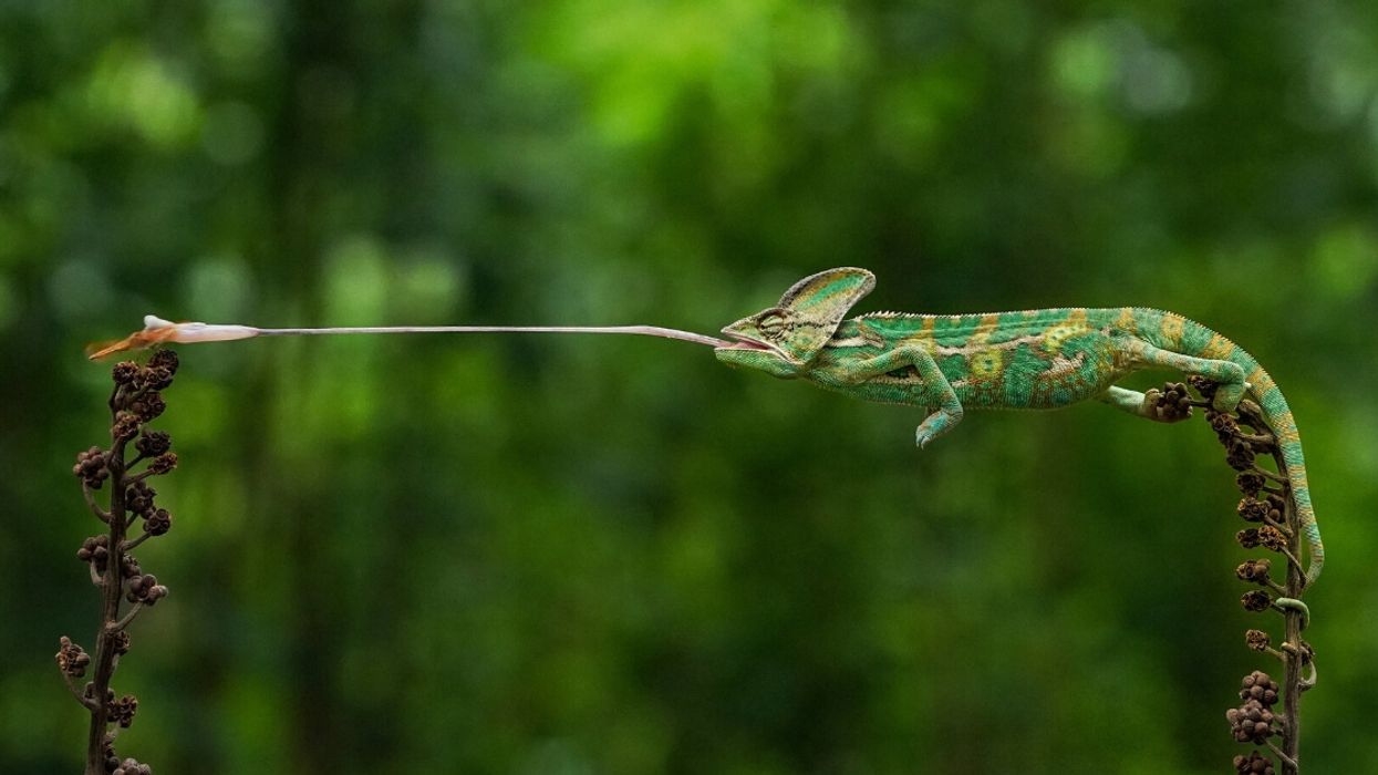 A Chameleon Snatching Its Dinner Out Of Mid-Air Is One Of Several Incredible Images Competing For Prestigious Nature Photography Award