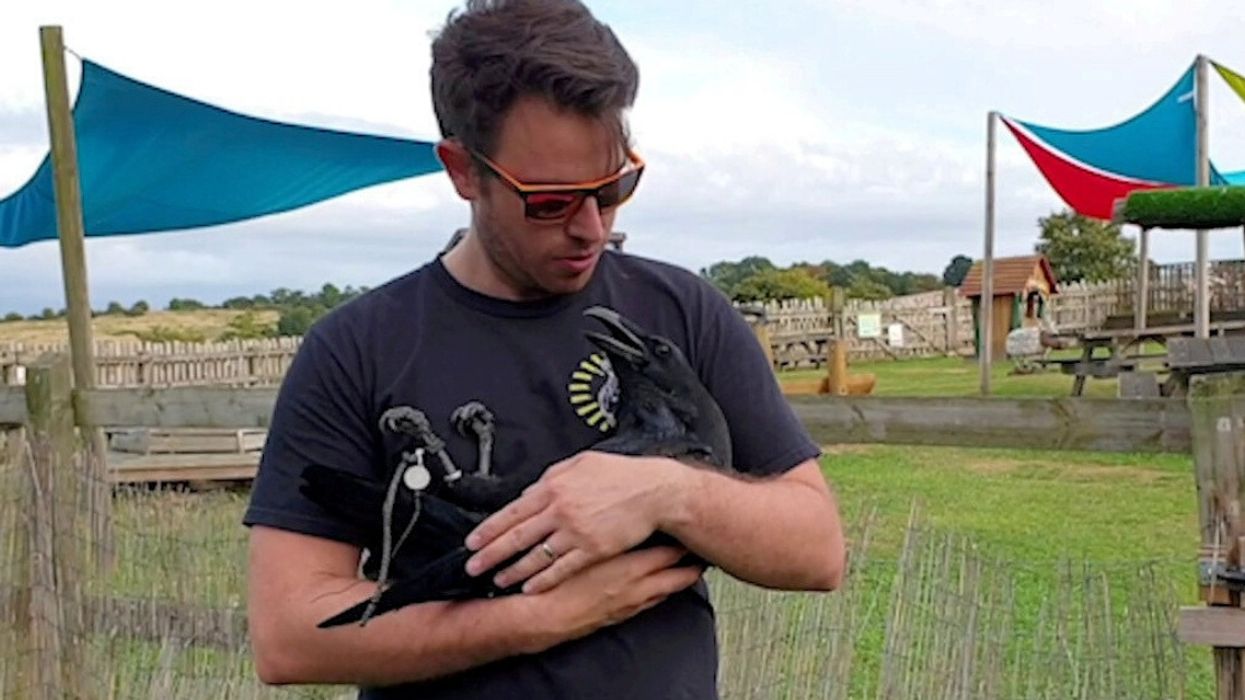 Loki The Overly Affectionate Raven Who Loves To Be Cuddled Is Our Newest Internet Obsession