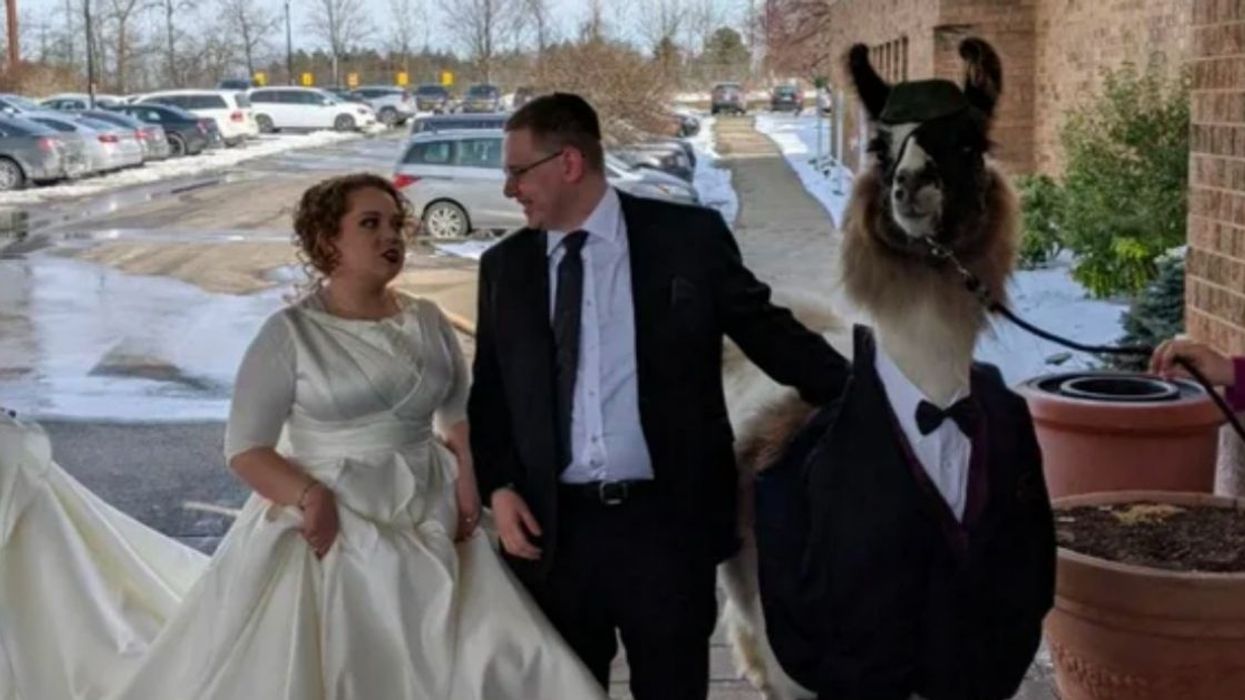 Guy Keeps Promise He Made 5 Years Ago To Bring A Llama To His Sister's Wedding, Much To Her Chagrin
