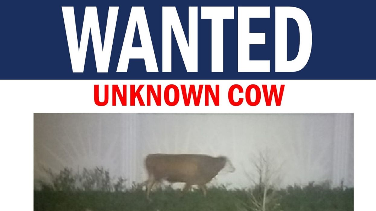 Florida Police Warn That Wanted Cow Who Has Evaded Authorities Since January Is 'Faster Than It Looks'