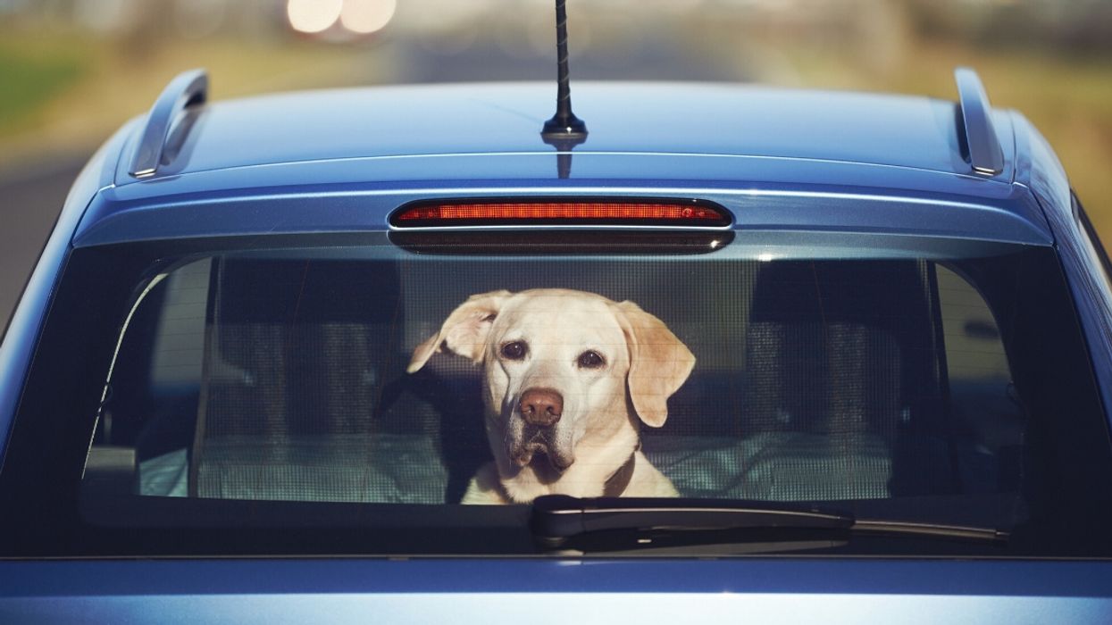 Guy Gets Into Fight With His Girlfriend After Refusing To Allow Her Dog Into His Car That He Treats Like His 'Baby'