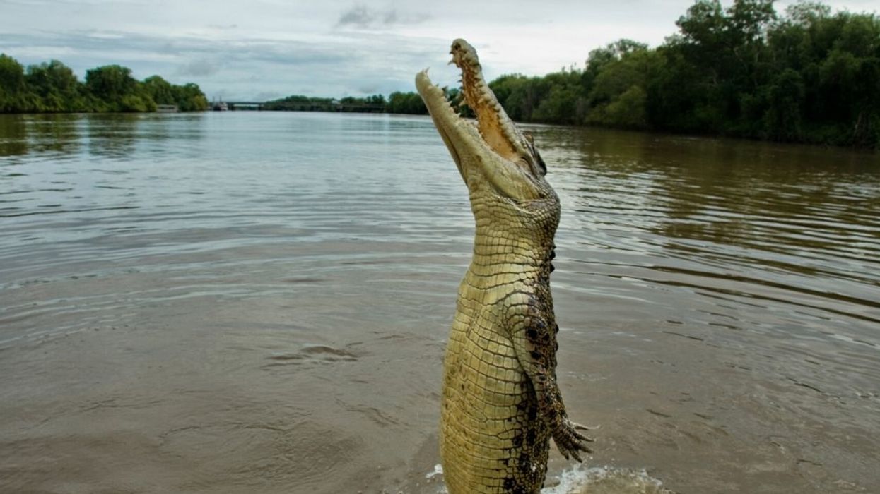 Man Who Violated Lockdown Orders To Go Fishing Reportedly Killed And Eaten By A Crocodile