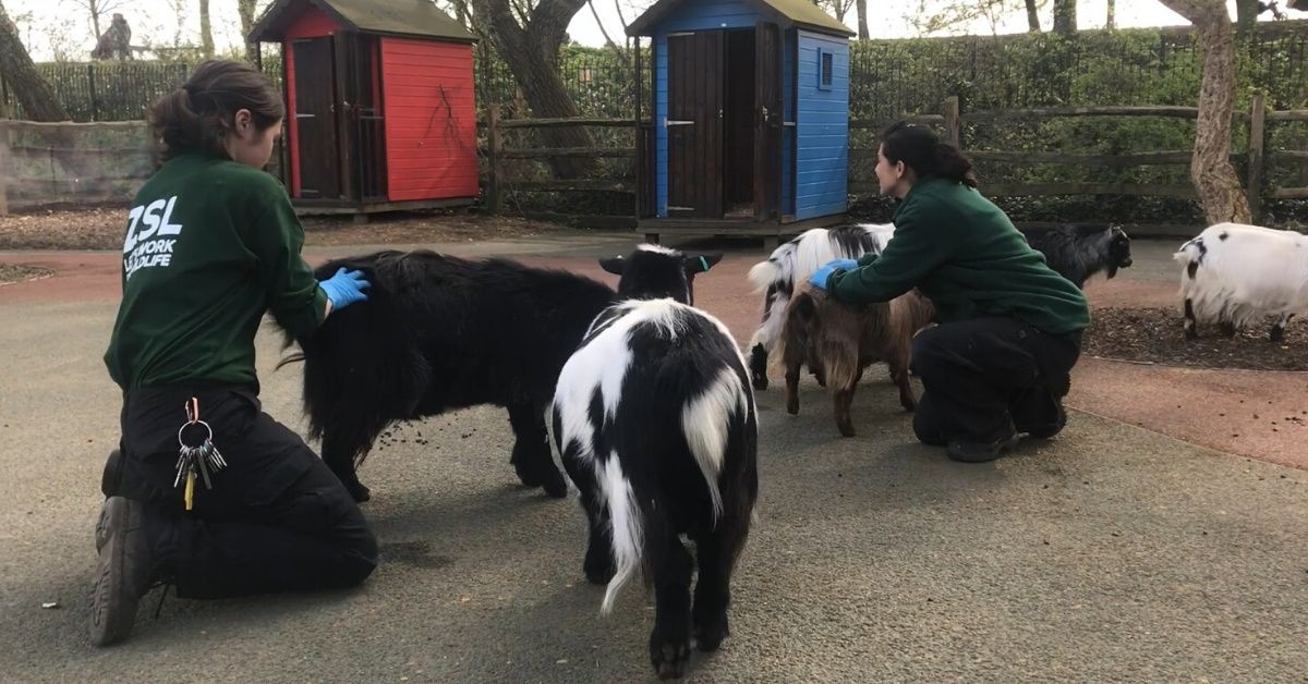 Pygmy Goats Who Wait Excitedly Every Morning For Visitors Who Never Come Get Some Much-Needed Love From Zookeepers