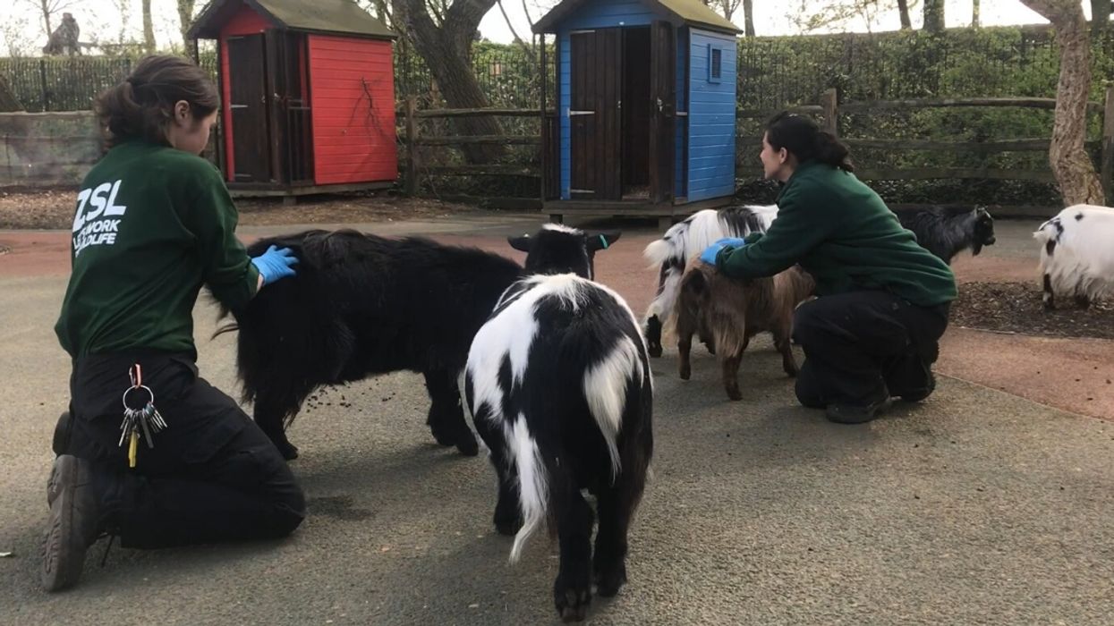 Pygmy Goats Who Wait Excitedly Every Morning For Visitors Who Never Come Get Some Much-Needed Love From Zookeepers