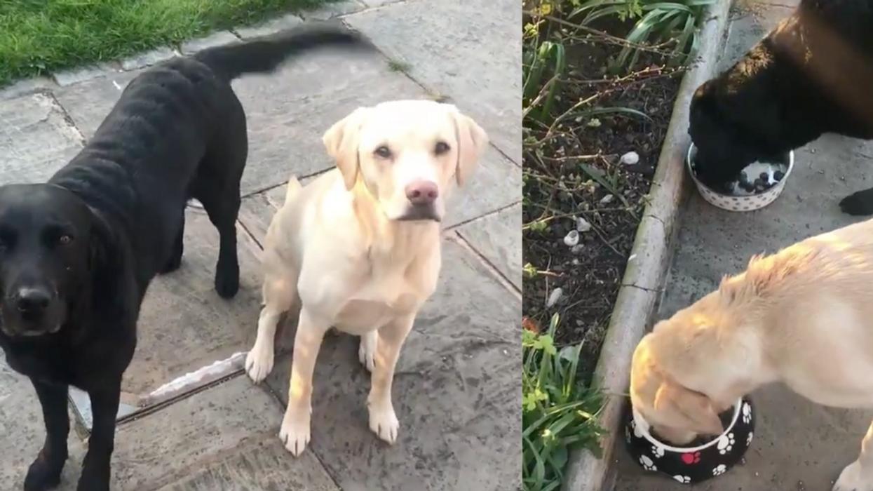 Broadcaster Gives Hilarious Play-By-Play As His Dogs Race To See Who Can Finish Their Food First