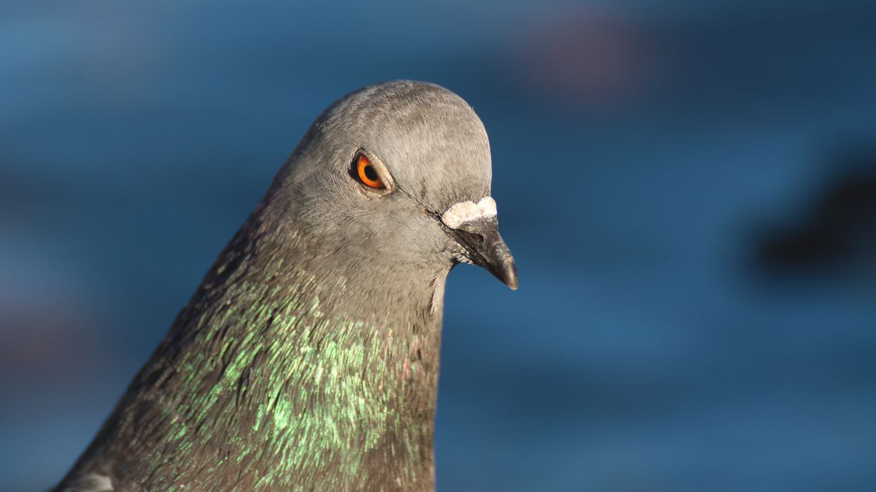 People Explain Which Minor Annoyances Still Get Under Their Skin