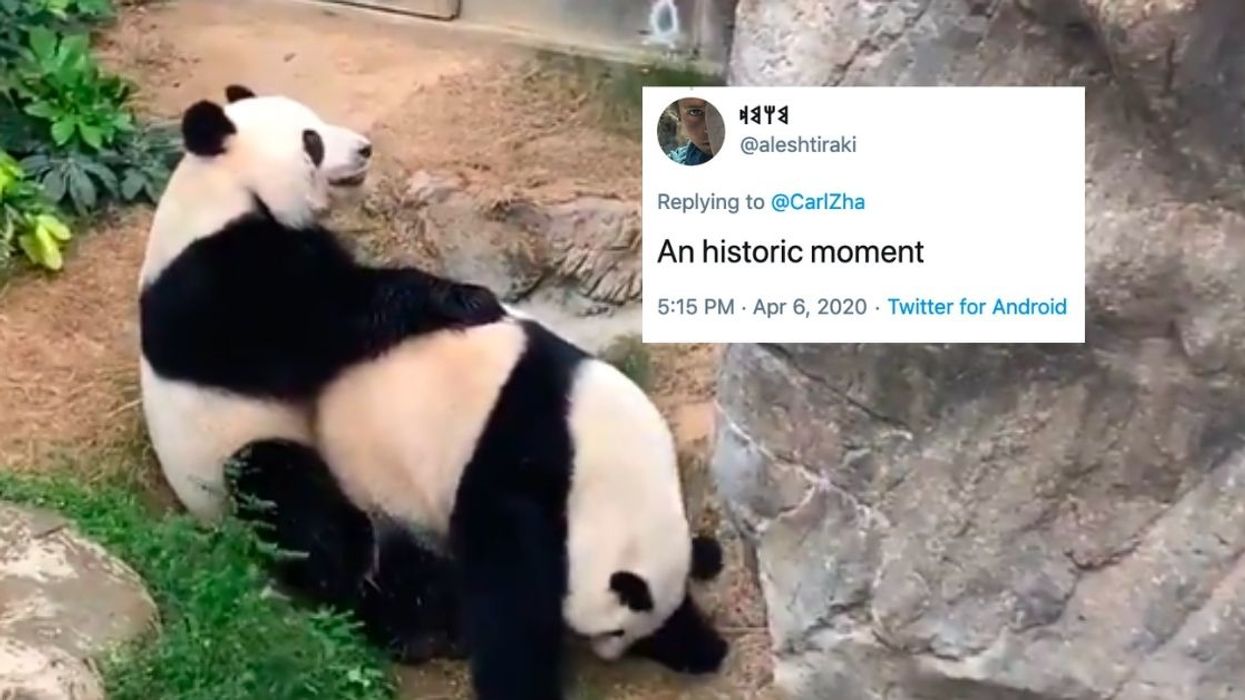 It Took Quarantine And An Empty Zoo For Two Giant Pandas To Finally Get It On After 10 Years Together