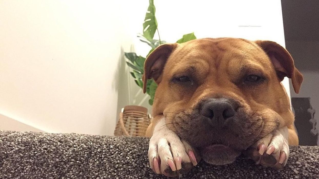 Sweet Rescue Dog With Just Months Left To Live Is Checking Off Items On Her Own Doggy Bucket List