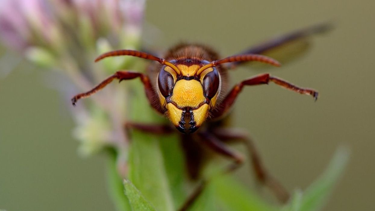 Guy Misses His Opportunity To Kill A Wasp Taking Up Residence In His House During Quarantine—And The Wasp Makes Him Pay For It Dearly