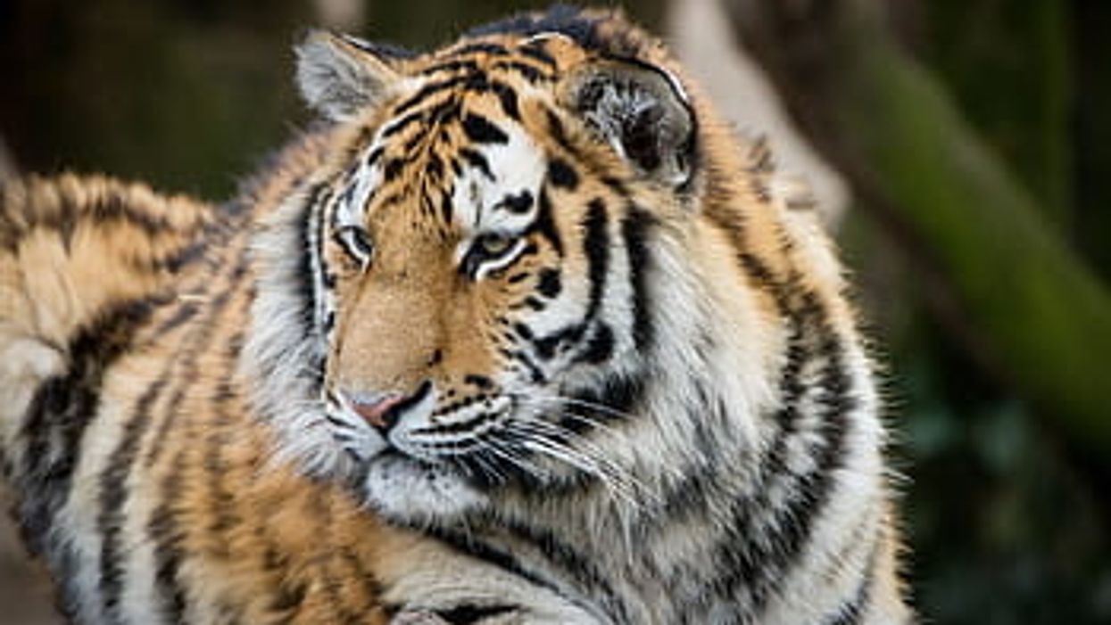 Zookeepers Break Down How Animals Are Reacting To A Lack Of Visitors During Quarantine