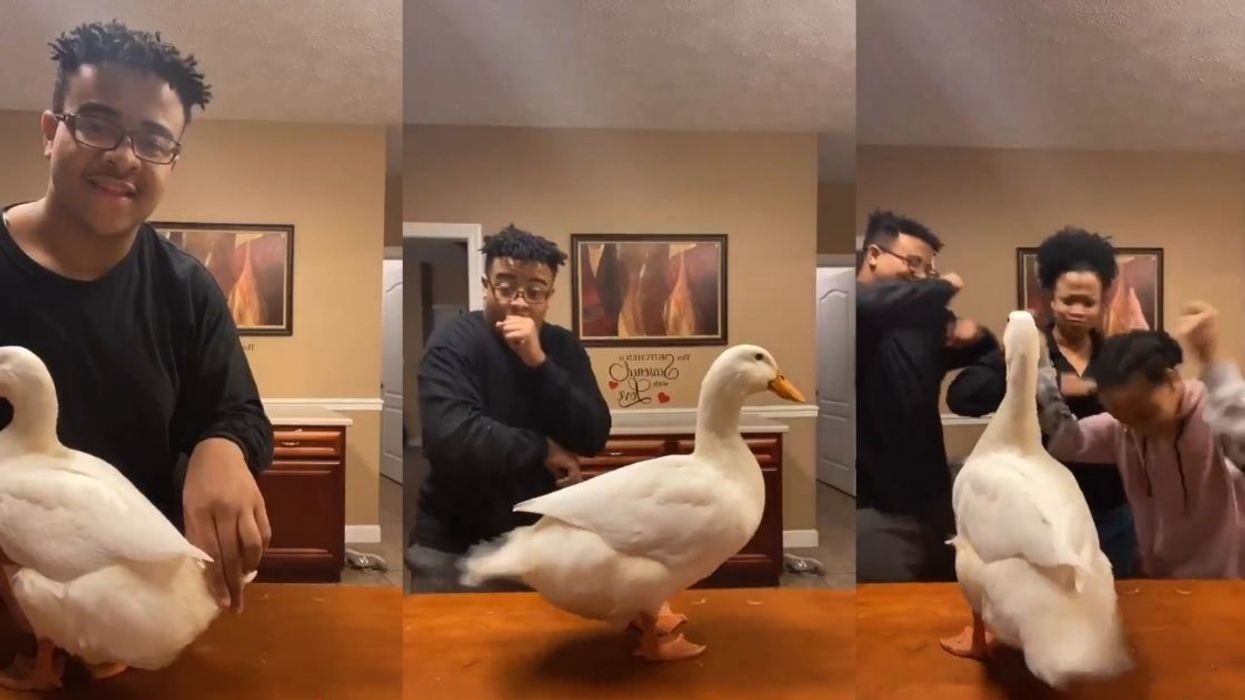 This Video Of A Teen Twerking With His Pet Duck Is All We Need To Get Us Through These Dark Times