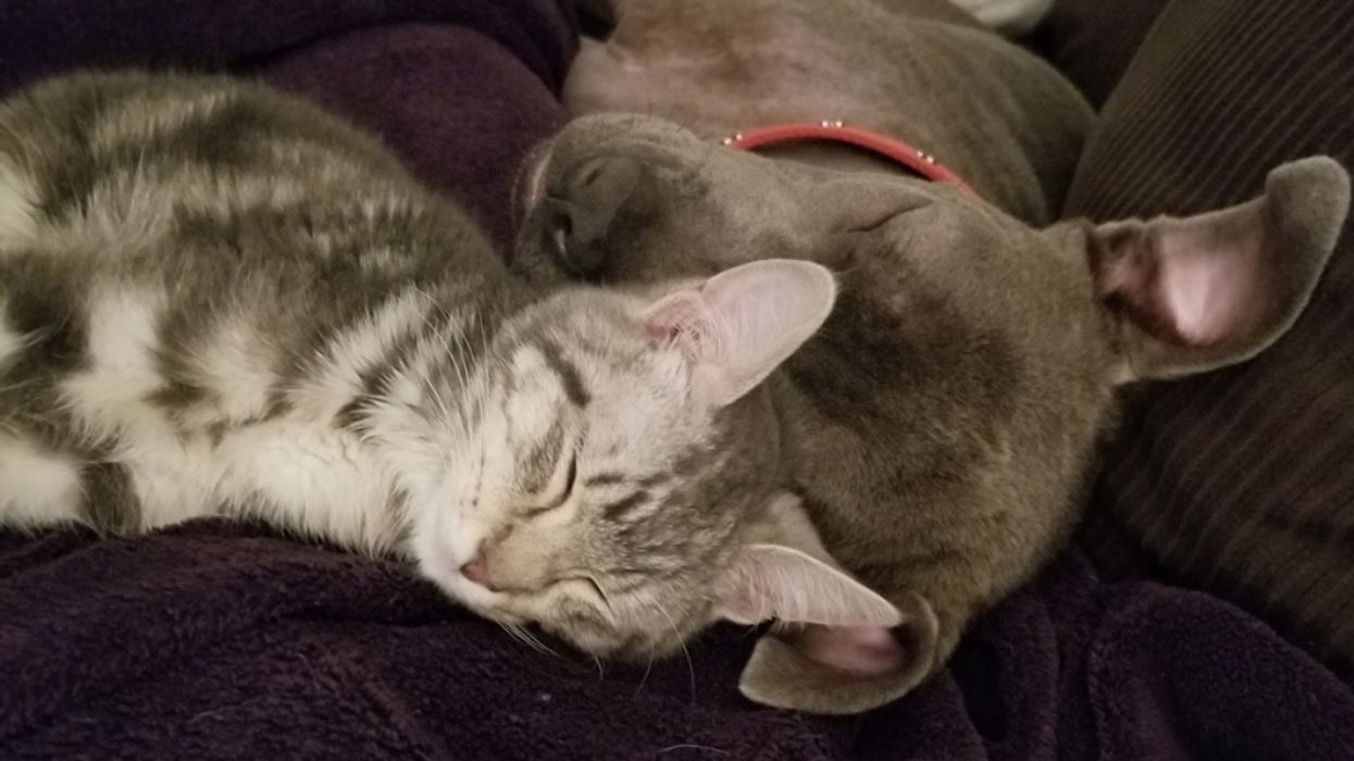 Woman Launches Fundraiser To Save Gary, The Adorable Hermaphrodite Rescue Cat