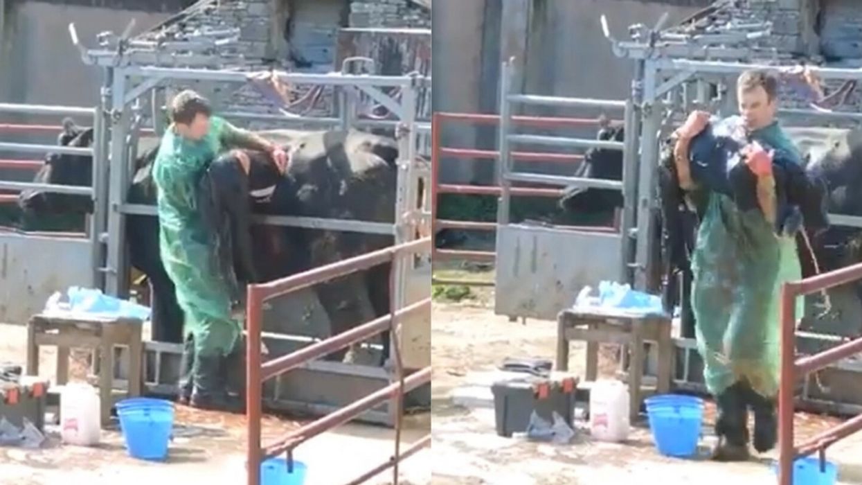 Vet Scores Fans After Video Of Him Single-Handedly Performing C-Section On Cow Goes Viral