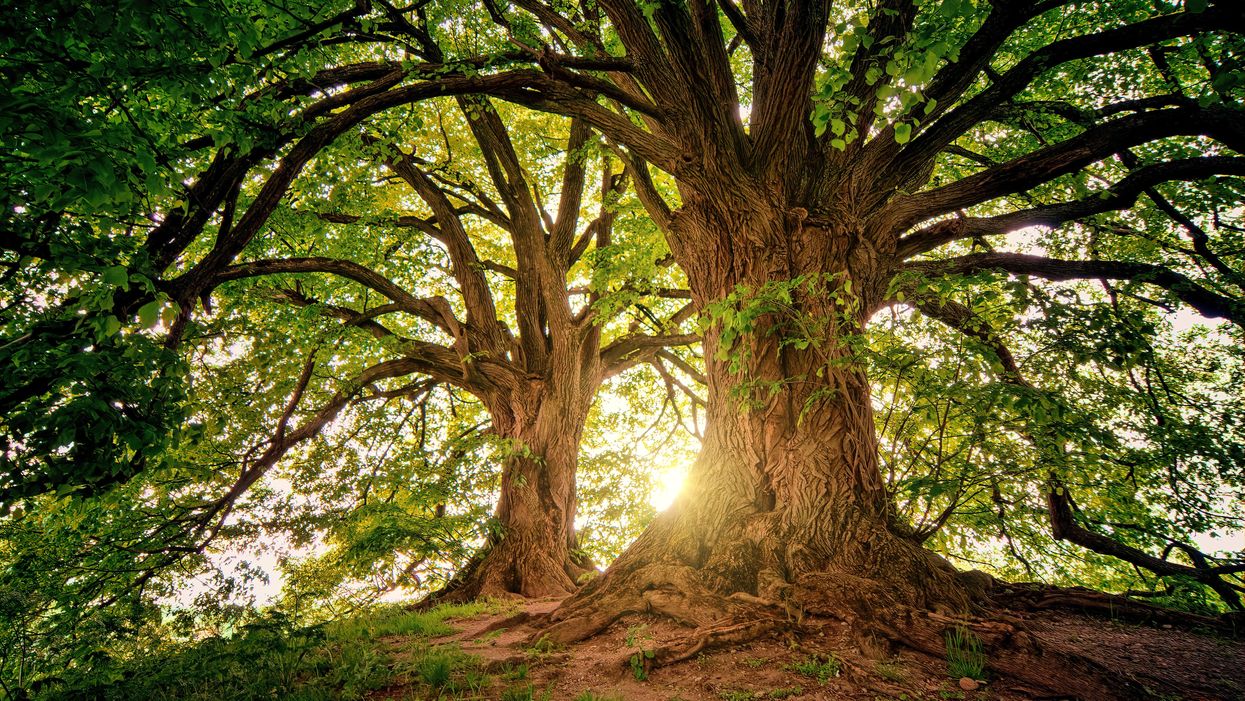 People Share The Best Historical Family Secret They've Ever Discovered