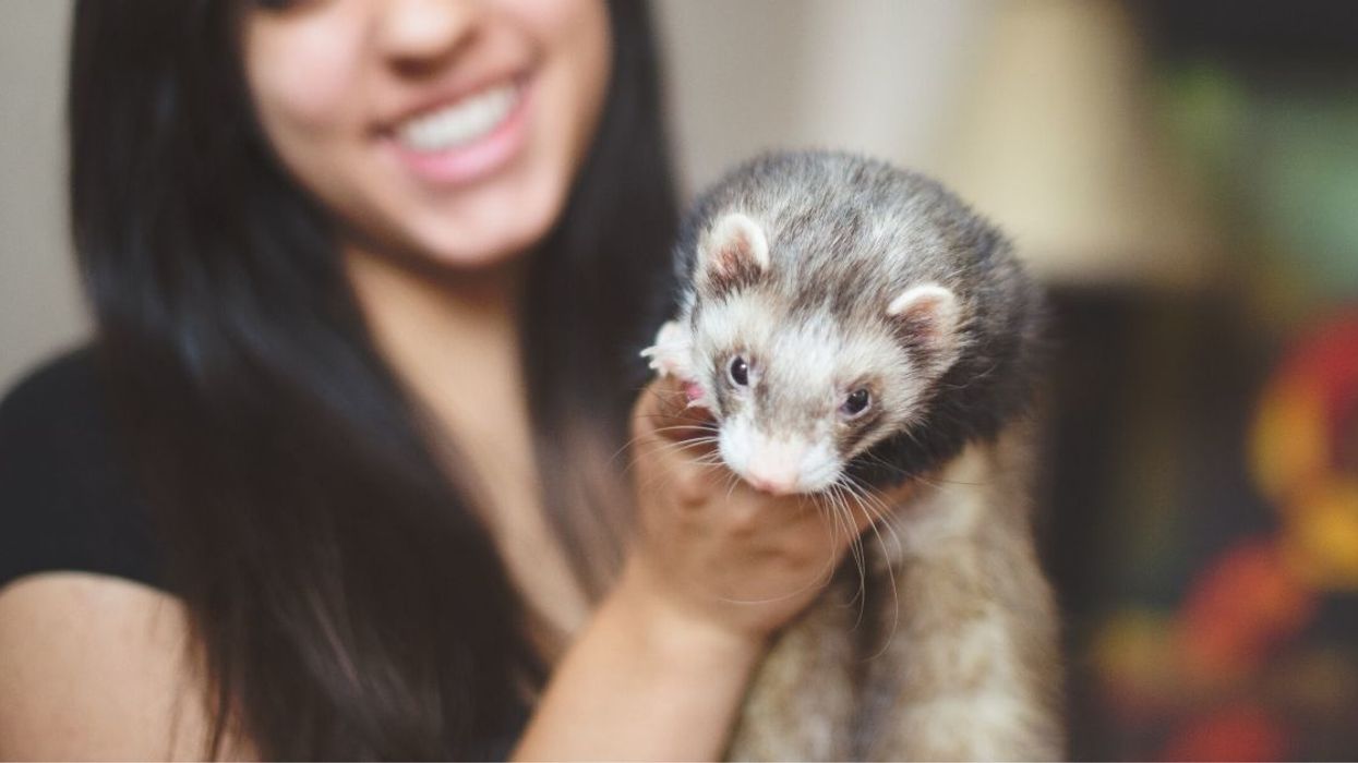 Teen Enraged After Sister Secretly Throws Their Ferret In The Trash Because She Assumed It Was Dead
