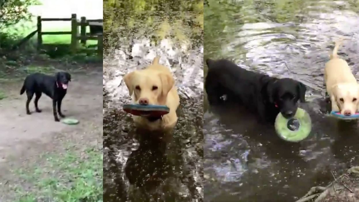 Broadcaster Offers Hilarious Commentary As His Dogs Compete To See 'Who Can Disgrace Themselves More On A Walk'