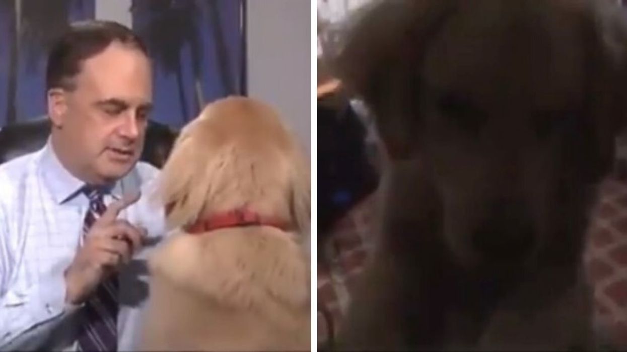 Meteorologist's At-Home Weather Forecast Goes Off The Rails After His Dog Decides To Get In On The Action