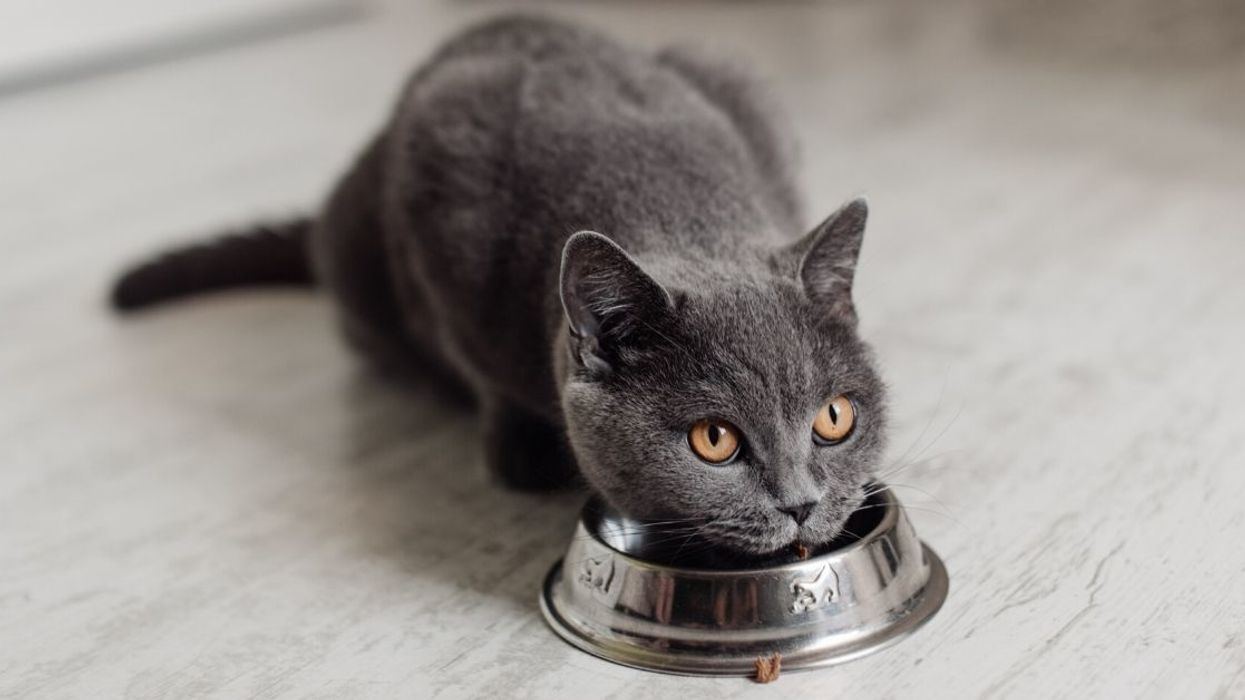 Couple Sparks Drama Within Their Vegan Friendship Circle For Feeding Their Cat Raw Meat To Help With Her Teeth