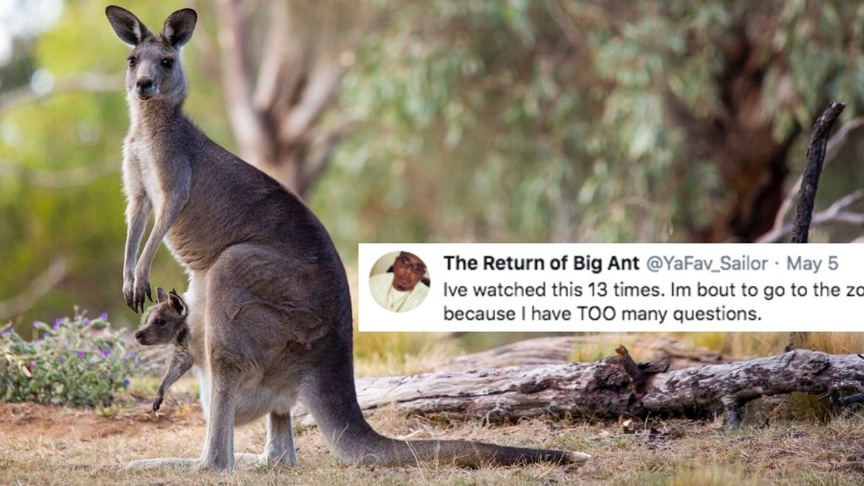 Video Showing What The Inside Of A Kangaroo's Pouch Actually Looks Like Has Twitter Permanently Scarred