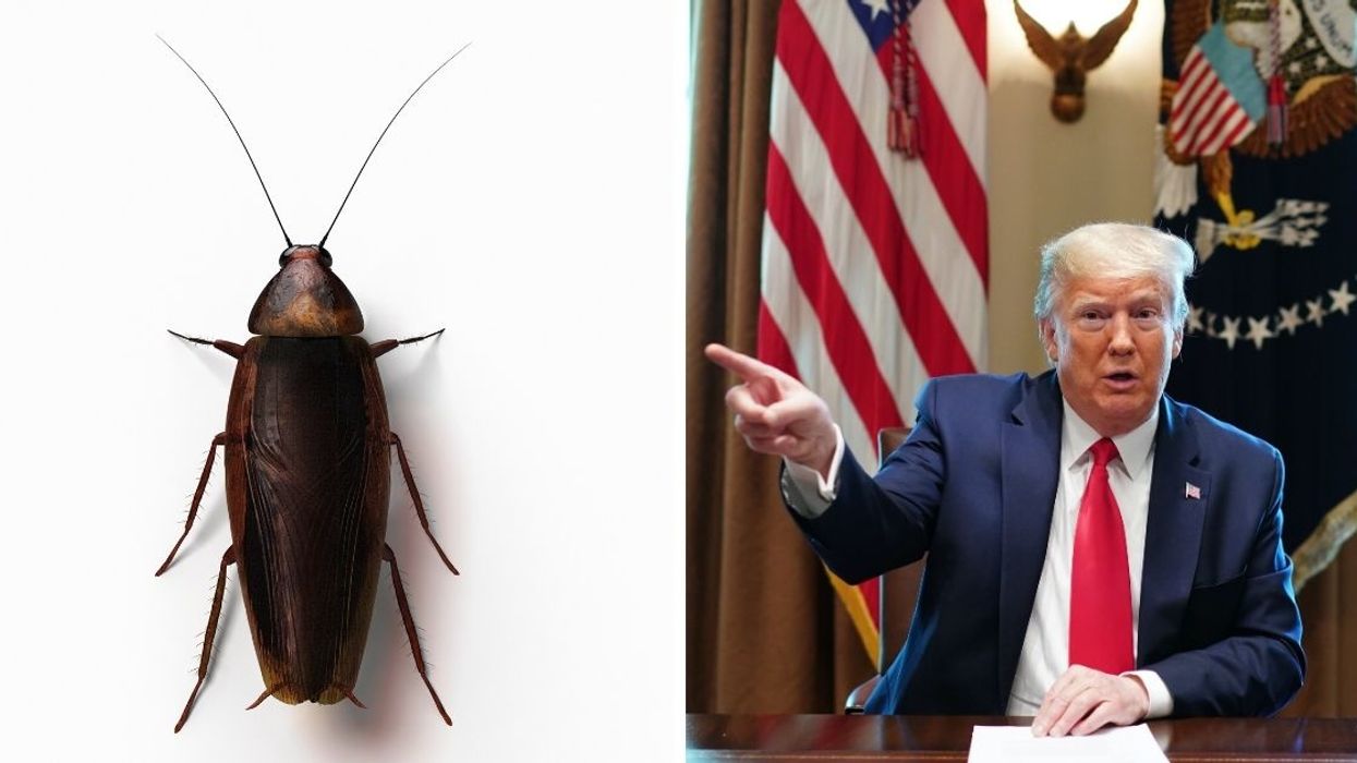 Reporter Captures Photo Of Big Cockroach Roaming Around The White House—And The Jokes Practically Write Themselves