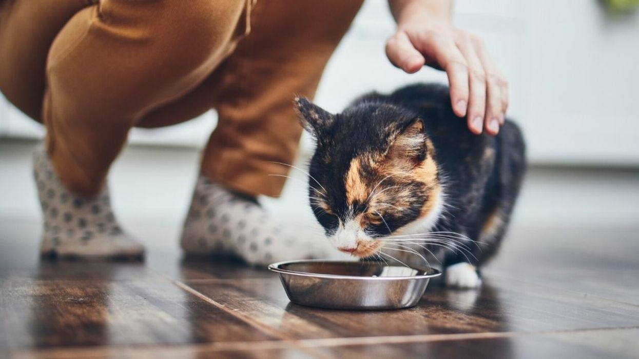 Mom Bans Her Stepdaughter Who Gets Physically Ill At The Sight Of Meat From Giving Their Cat Vegan Food