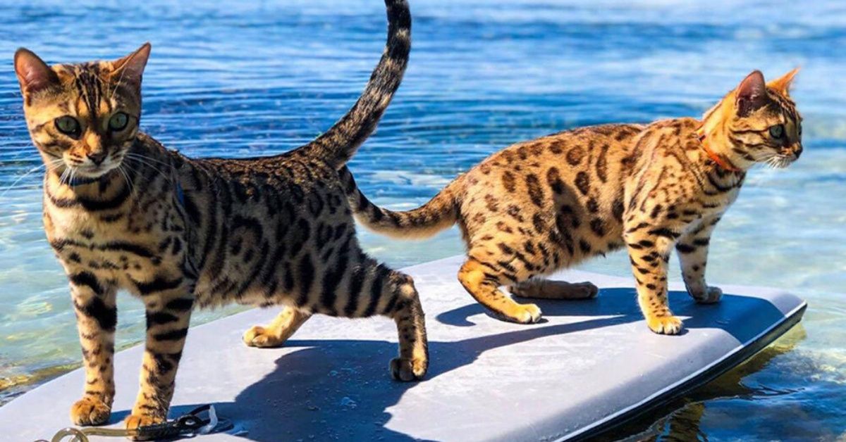 Nature-Lover Explains How She Delights Her Curious Cats By Taking Them Surfing With Her