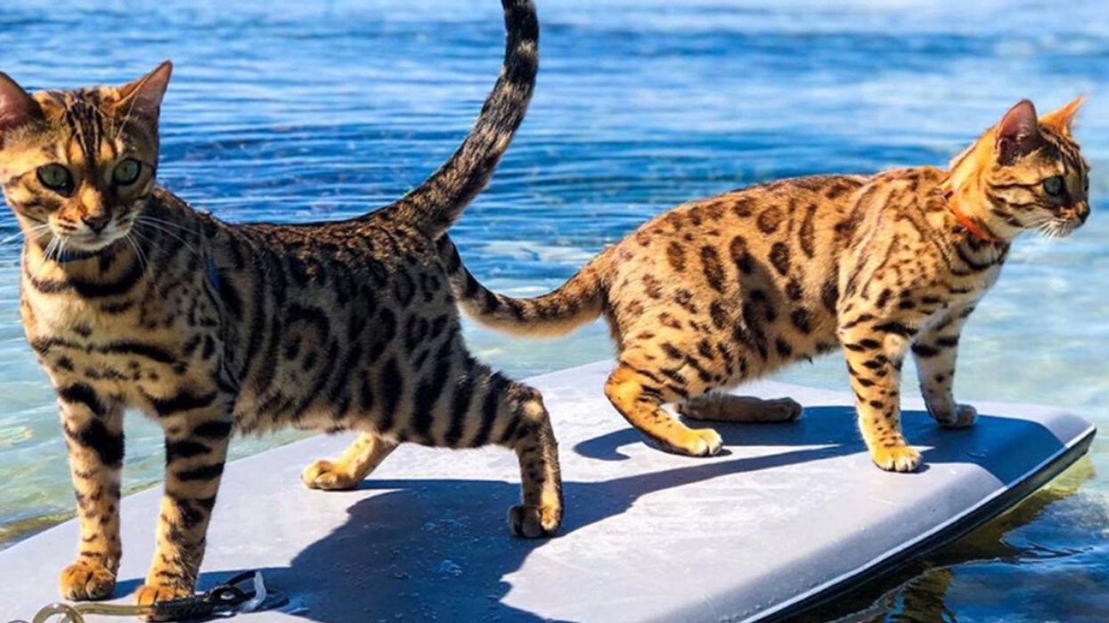 Nature-Lover Explains How She Delights Her Curious Cats By Taking Them Surfing With Her
