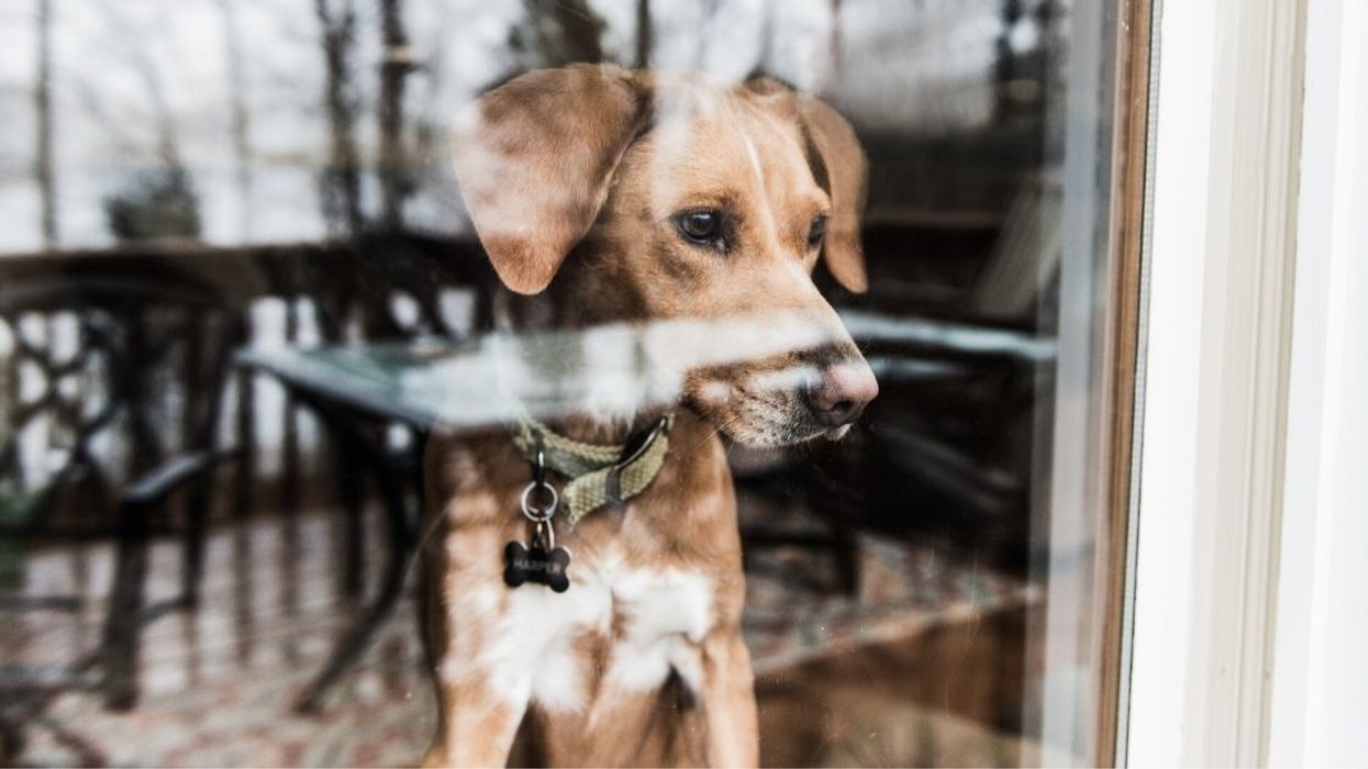 Redditor Asks If They're Wrong For Giving Their Friend's Dog Up For Adoption After He Left It With Them And Didn't Come Back