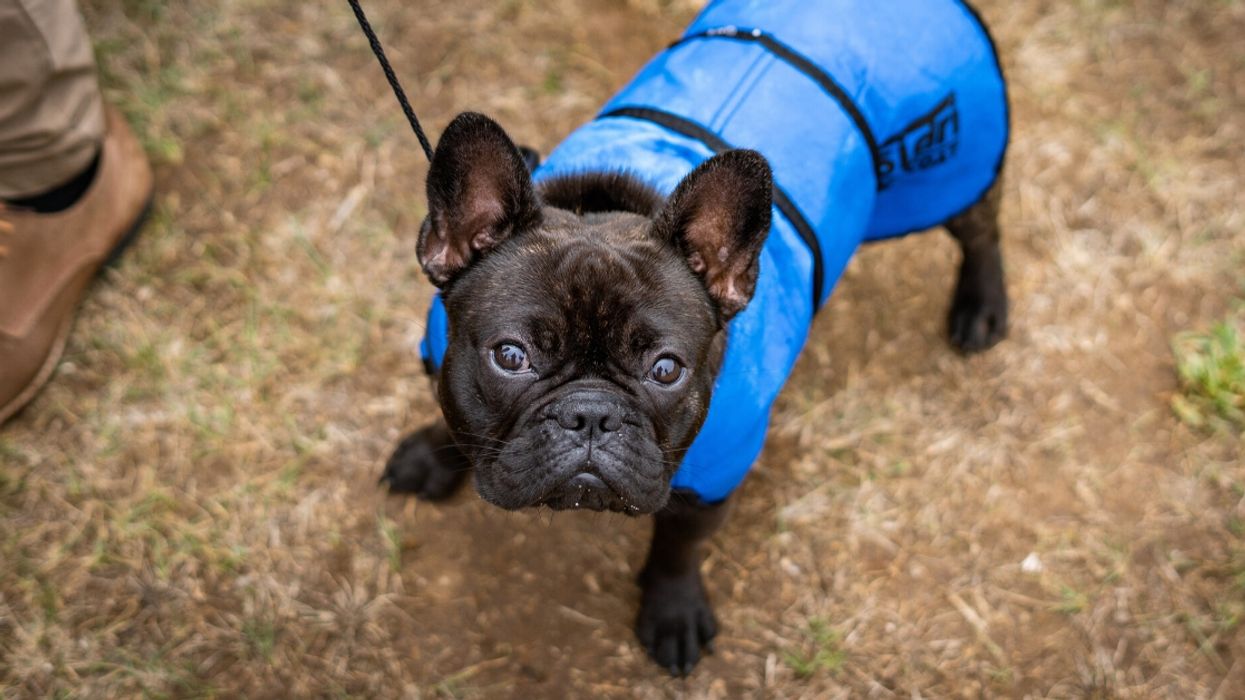 Guy Asks If He's Wrong For Confronting A Stranger About The Dangers Of Jogging With Her French Bulldog