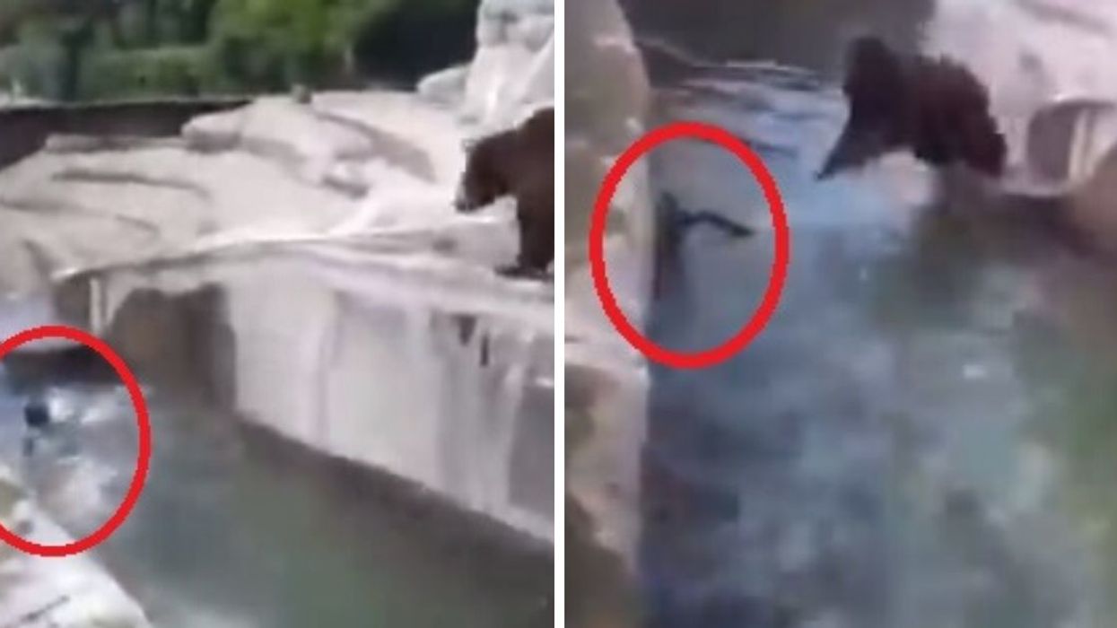 Drunk Man Arrested After Breaking Into Zoo's Bear Exhibit And Trying To Drown Elderly Bear