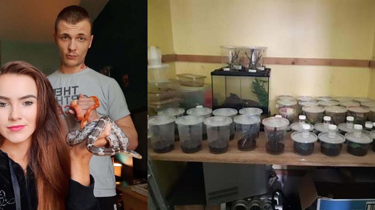 Couple Shows Off The Collection Of Exotic Animals They Keep In Their Home—Including 103 Tarantulas
