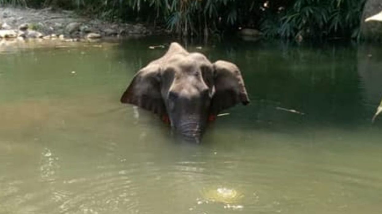 Someone Killed A Pregnant Wild Elephant By Feeding Her Pineapple Filled With Firecrackers, And Activists Are Outraged