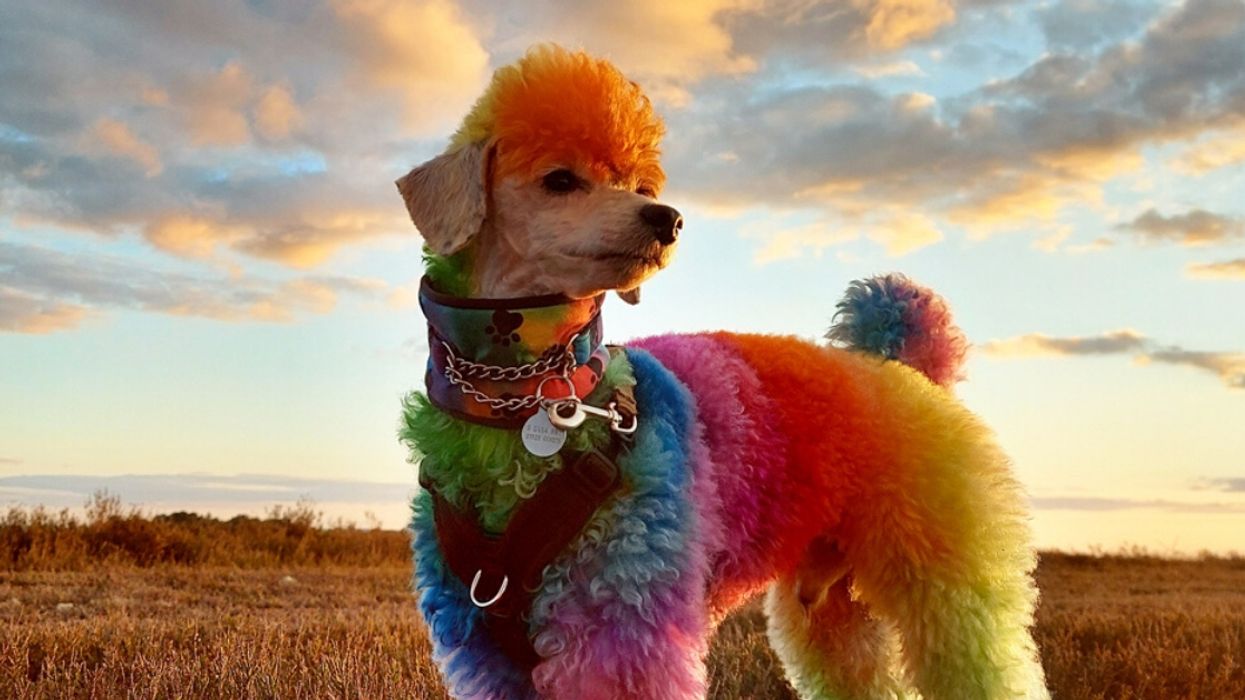 Dog Groomer Dyes Her Poodle Rainbow Colors In Support Of Essential Workers