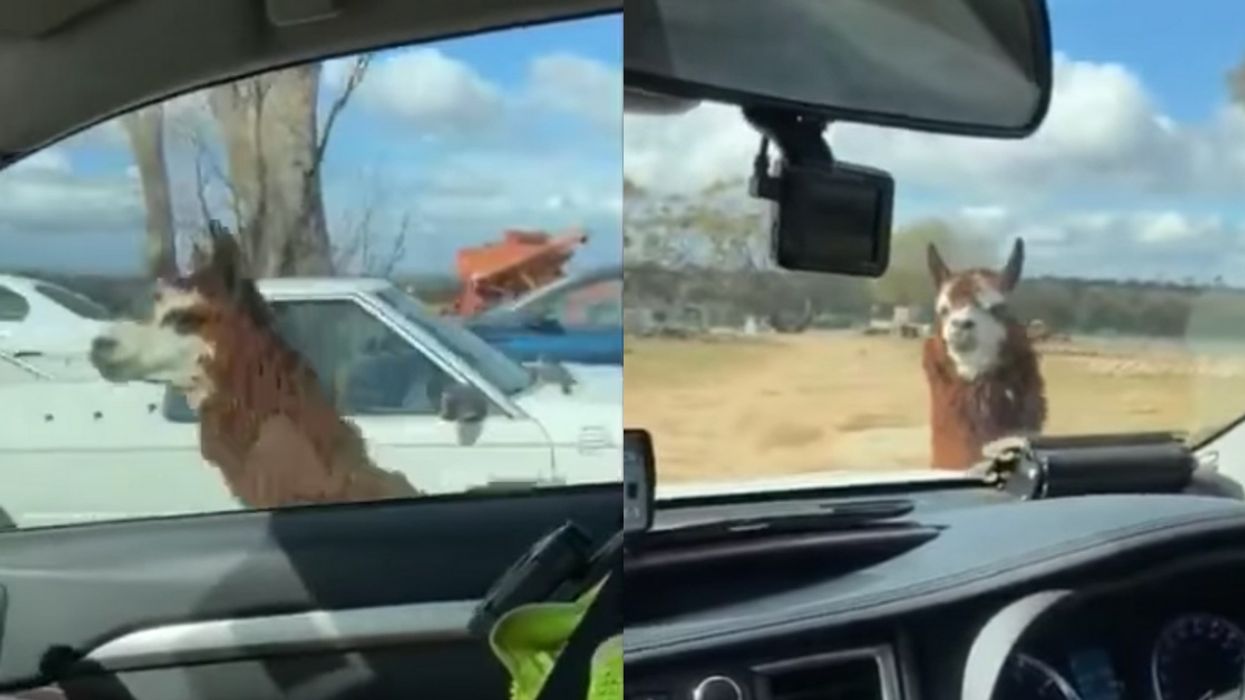 Officers Can't Stop Laughing As 'Guard Llama' Chases Down And Blocks Their Police Car