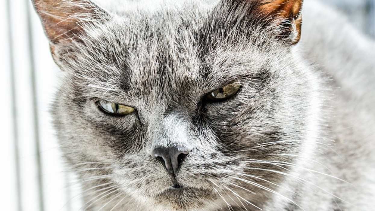 People Share Their Pets' Funniest Pet Peeves