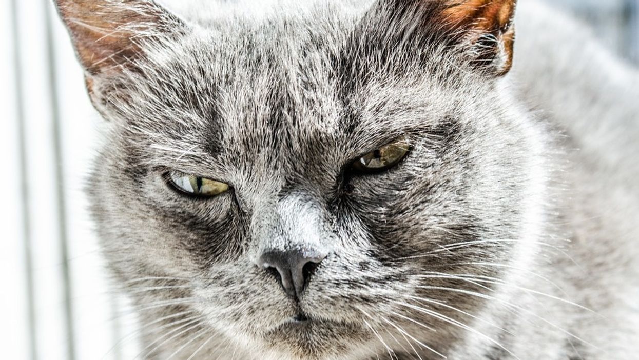 People Share Their Pets' Funniest Pet Peeves