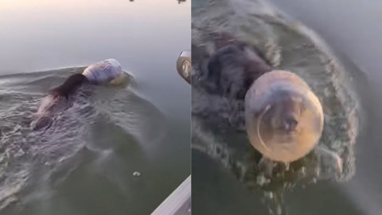 Wisconsin Family Saves Bear Who Was Swimming Through Lake With Its Head Stuck In A Jar