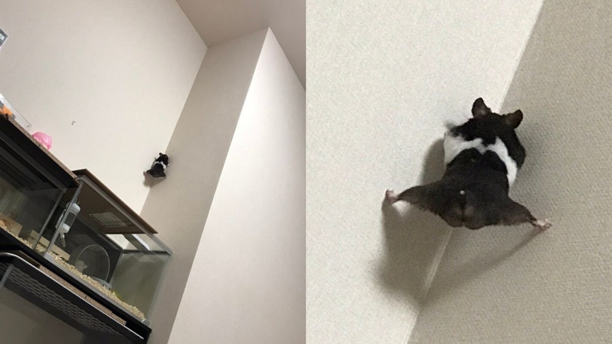 Hamster's Impressive Attempt To Escape Draws Hilarious Comparison To Jean-Claude Van Damme