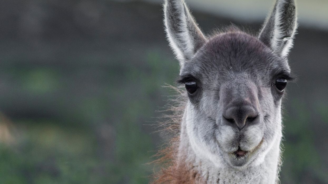 New Study Suggests That Engineered Llama Antibodies Could Help Neutralize The Virus