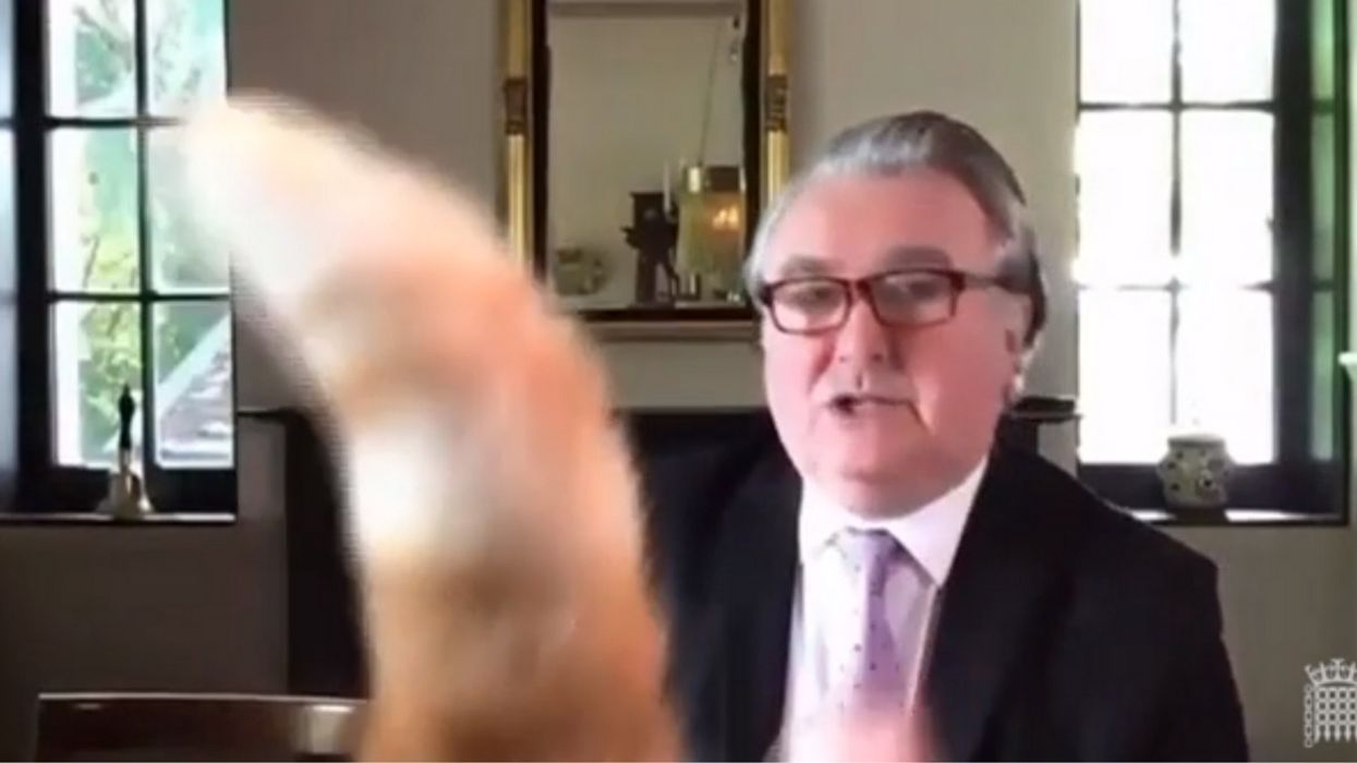 Politician's Cat Steals The Show After Blocking Camera With His Tail During Parliamentary Zoom Call