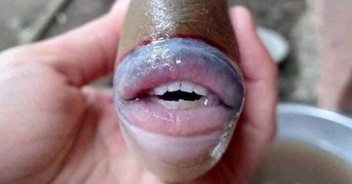 Fish With Surprisingly Human-Like Lips And Teeth Has Twitter Understandably Doing A Double Take