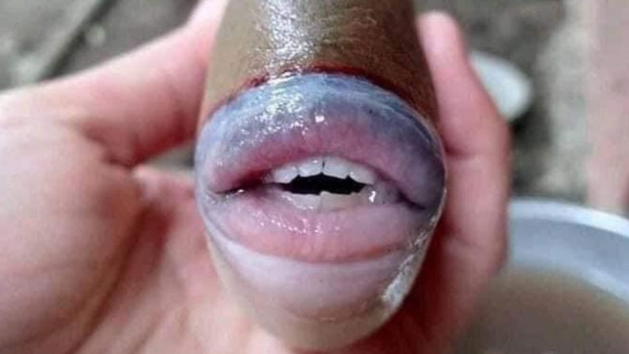 Fish With Surprisingly Human-Like Lips And Teeth Has Twitter Understandably Doing A Double Take