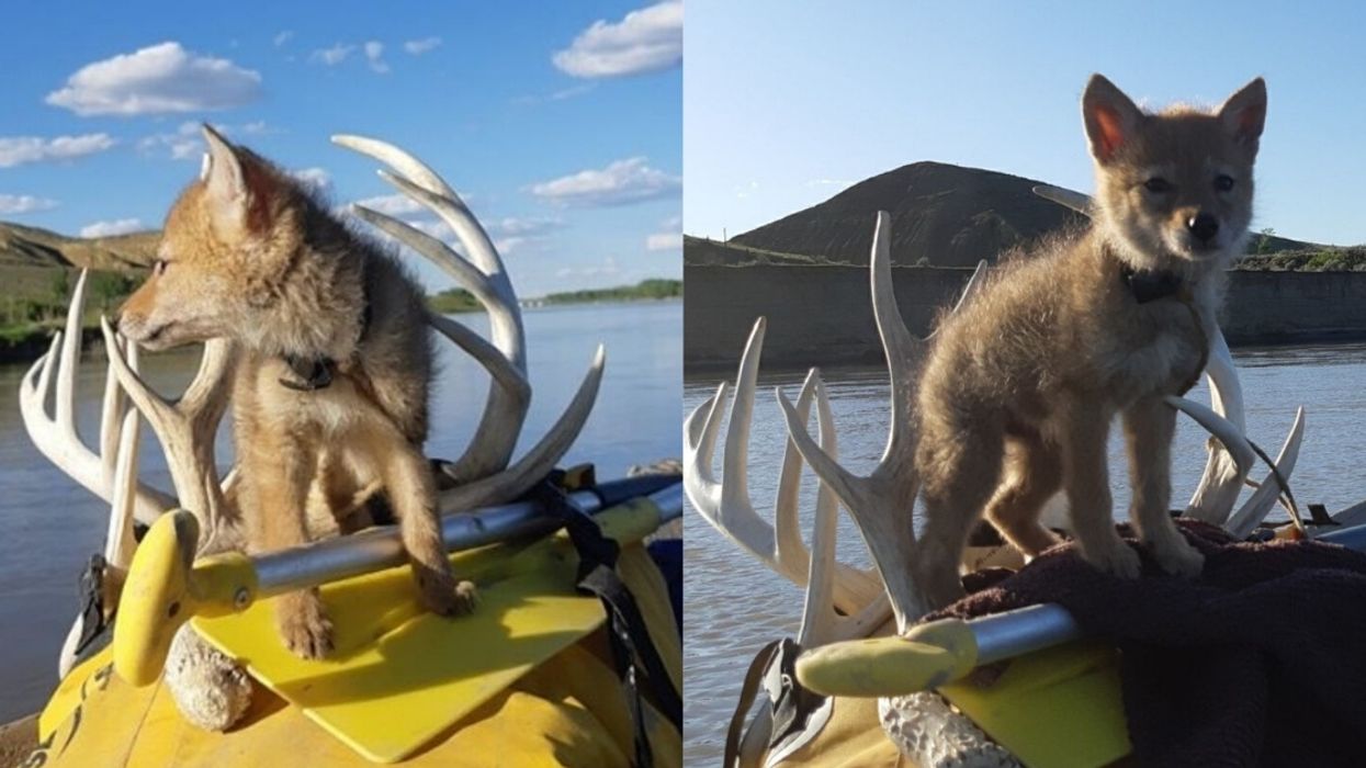 Man Nurses Coyote Pup Back To Health During Rafting Trip After Saving It From Drowning Using CPR