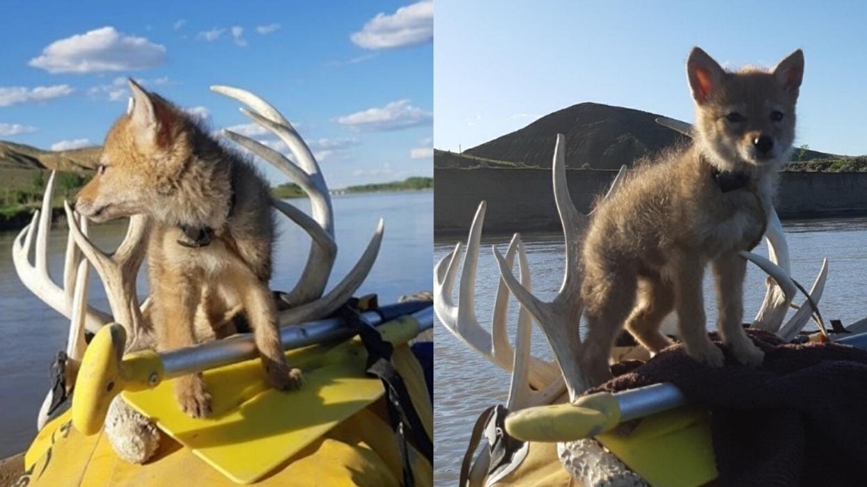 Man Nurses Coyote Pup Back To Health During Rafting Trip After Saving It From Drowning Using CPR