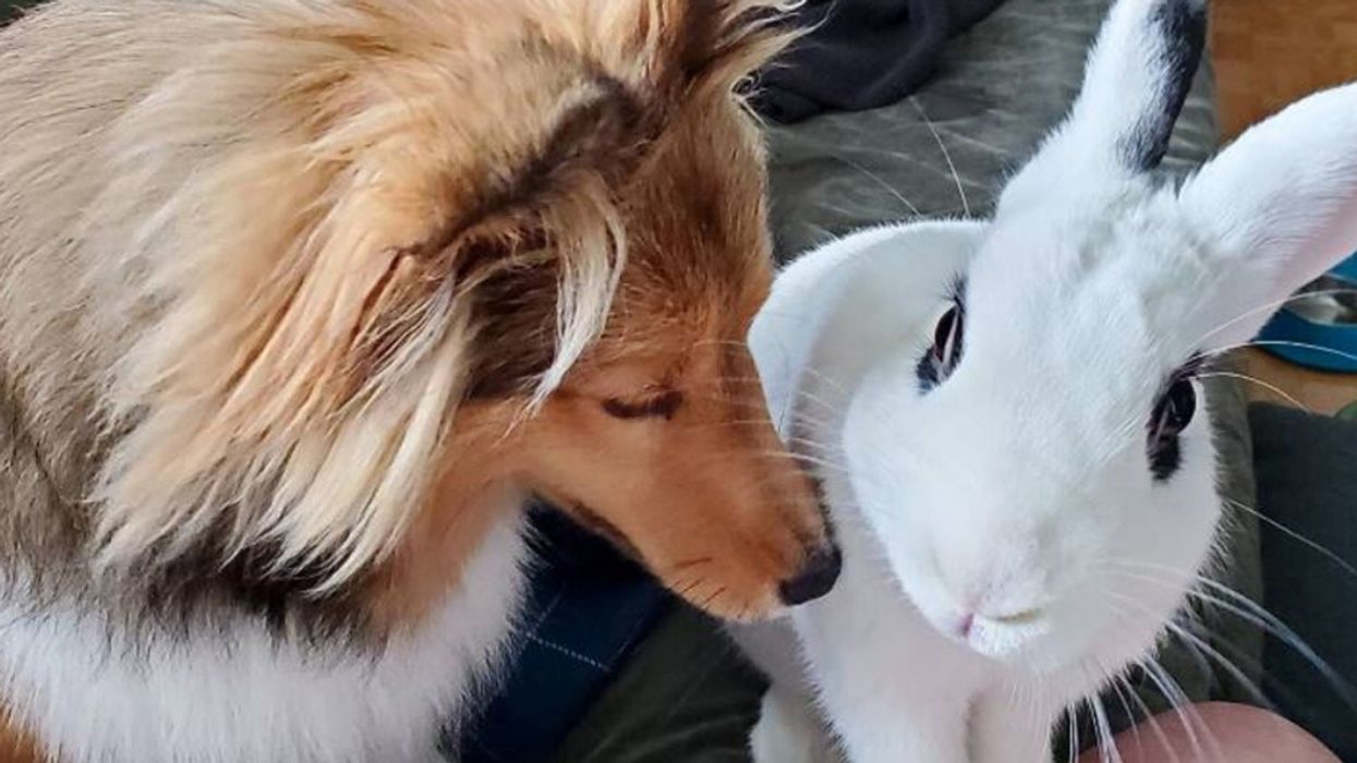Rescue Rabbit And Shetland Sheepdog Delight Animal Lovers With Their Adorable Friendship