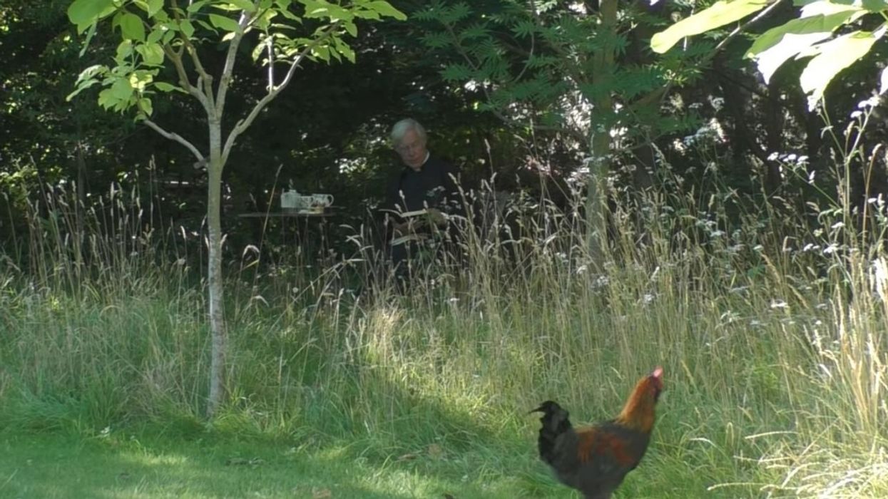 Rooster Crows At The Exact Moment Priest Reads Biblical Passage About Rooster Crowing